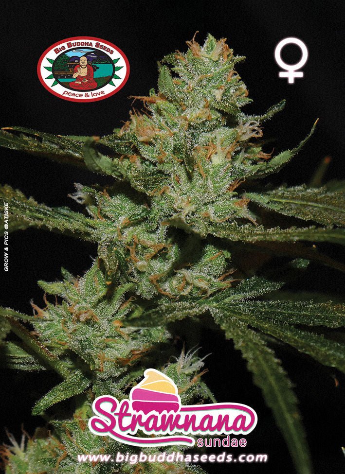 BIG BUDDHA: STRAWNANA SUNDAE - SeedySide