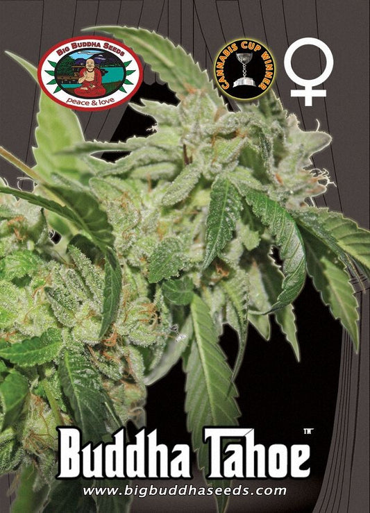 BIG BUDDHA: TAHOE OG - SeedySide