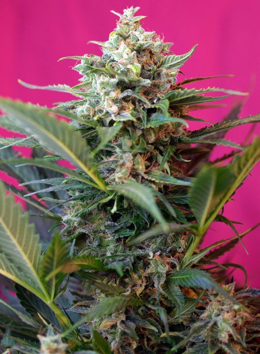 BIG DEVIL XL AUTO STRAIN - SeedySide