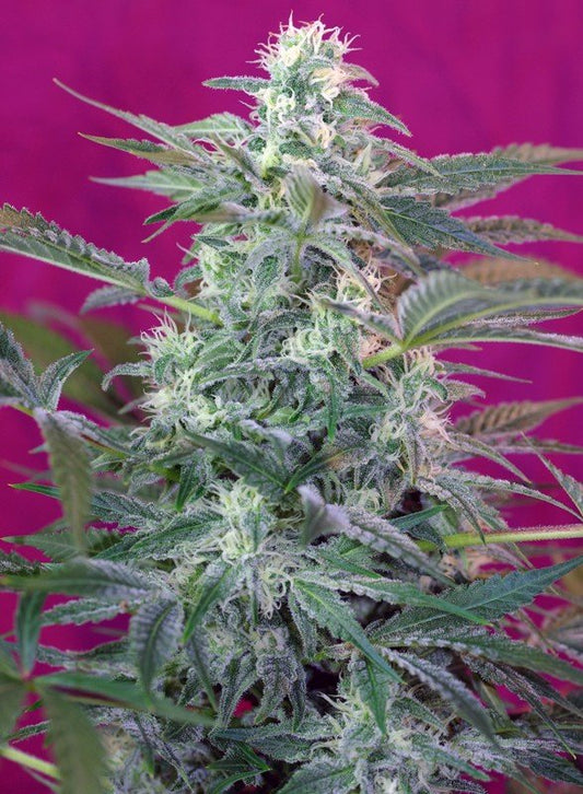 BIG FOOT STRAIN - SeedySide