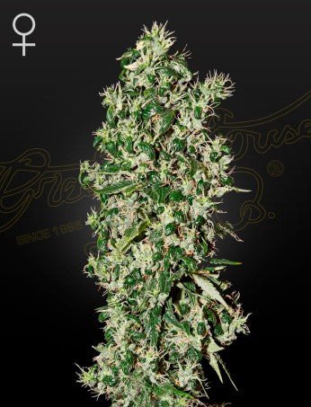 BIG TOOTH: HAWAIIAN SATIVA X NEPALESE HASH STRAIN - SeedySide