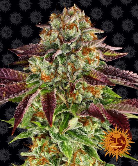 BISCOTTI MINTZ STRAIN - SeedySide