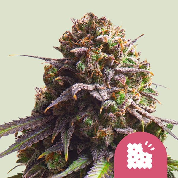 BISCOTTI STRAIN - SeedySide