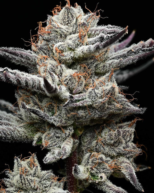 BLACK CHERRY GUSHERS STRAIN - SeedySide