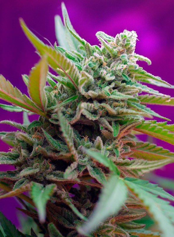 BLACK JACK AUTO STRAIN - SeedySide