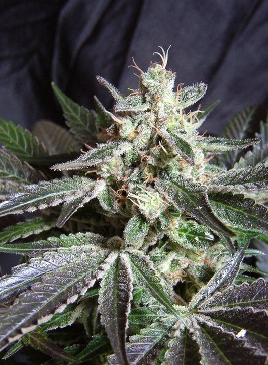 BLACK JACK F1 FAST VERSION STRAIN - SeedySide