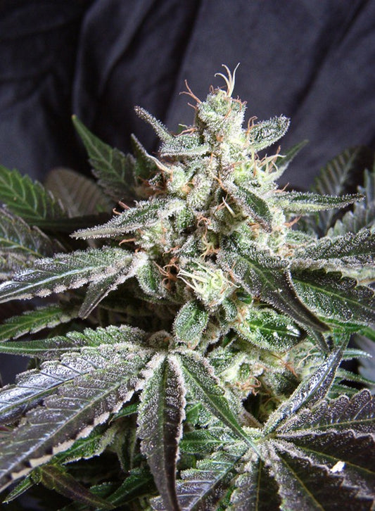 BLACK JACK F1 FAST VERSION STRAIN