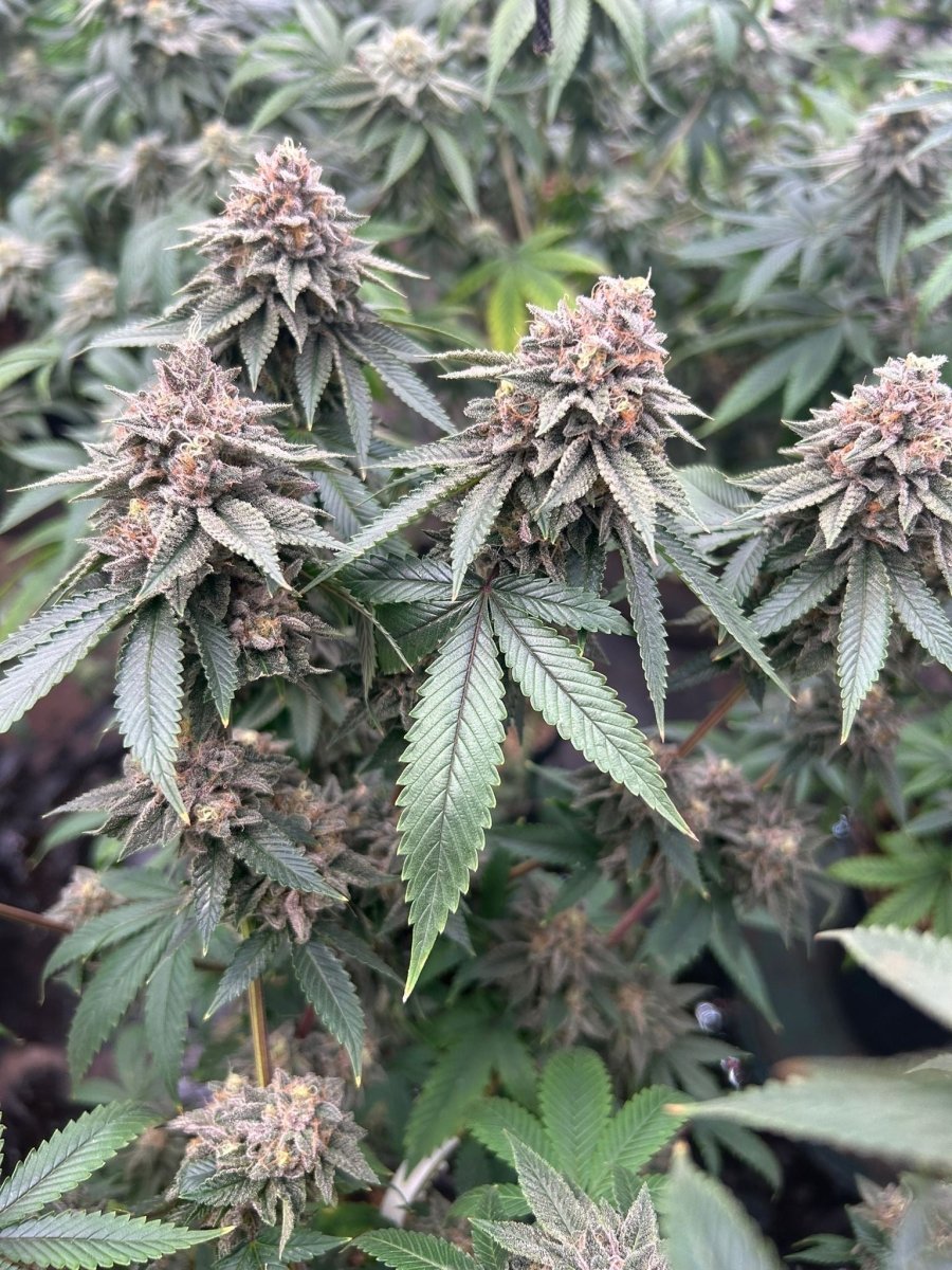 BLOOD DIAMONDS 2.0 STRAIN - SeedySide