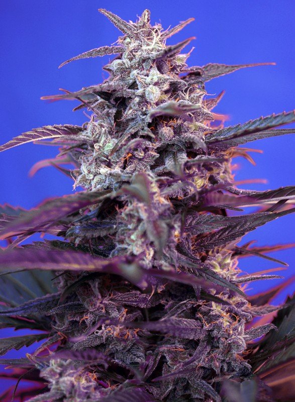 BLOODY SKUNK AUTO STRAIN - SeedySide