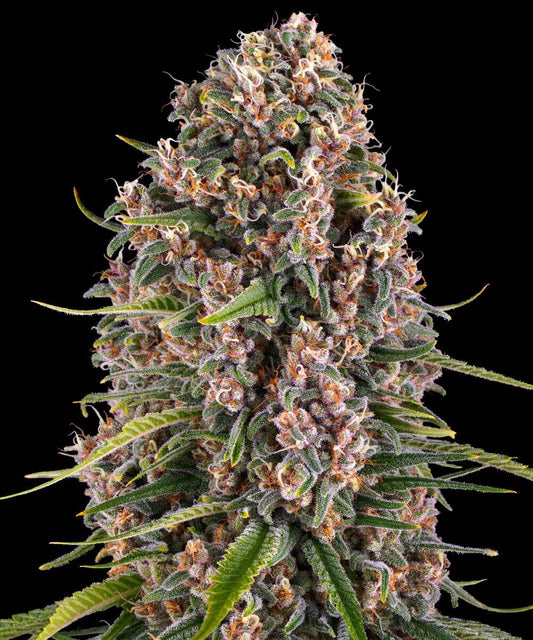 BLUE CHEESE STRAIN - SeedySide