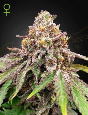 BLUE HAZE X GELATO 41 AUTO STRAIN - SeedySide