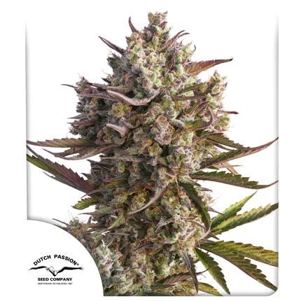 BLUEBERRY AUTO STRAIN - SeedySide
