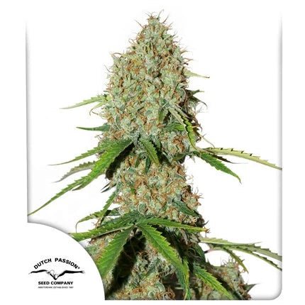 BROOKLYN SUNRISE AUTO STRAIN - SeedySide