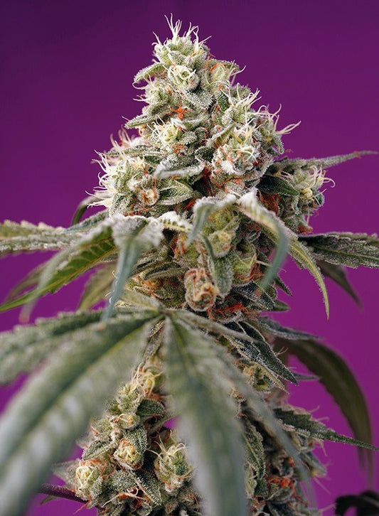 BRUCE BANNER AUTO STRAIN - SeedySide