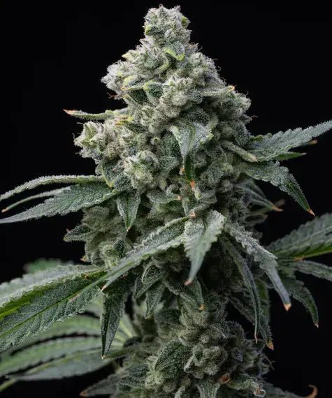 BRUCE BANNER STRAIN - SeedySide