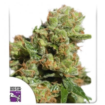 BRUCE LEMON DIESEL STRAIN - SeedySide