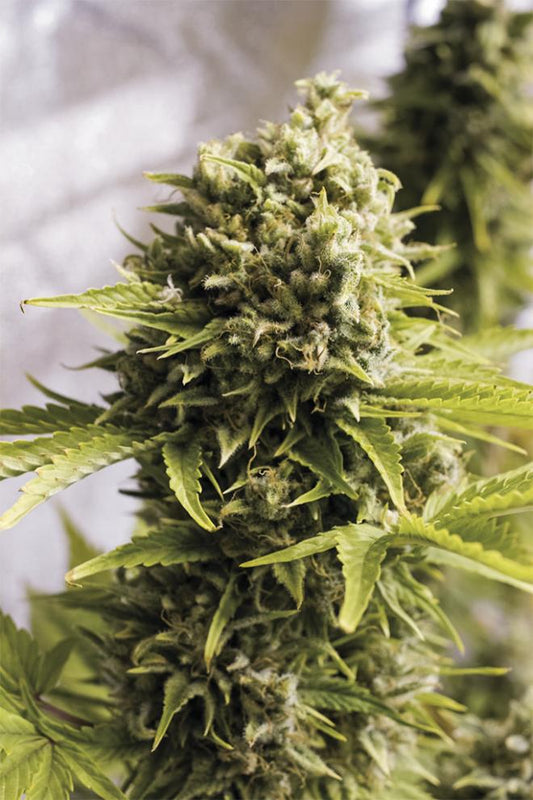 BUBBA CHEESE AUTO STRAIN - SeedySide