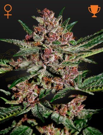BUBBA KUSH: BUBBLEGUM X KUSH STRAIN - SeedySide