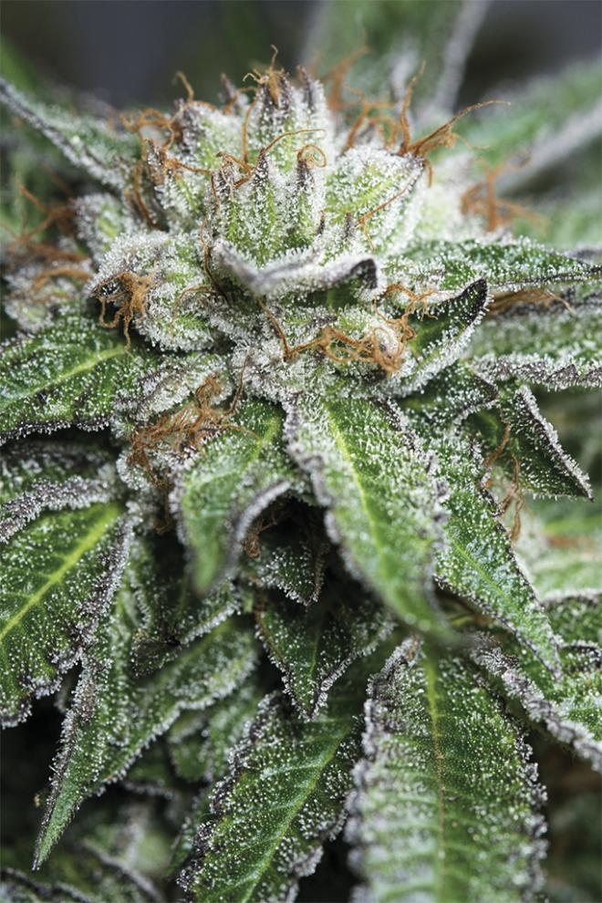 BUBBA KUSH STRAIN - SeedySide