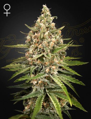 BUBBA SLUSH: BUBBA KUSH X GELATO STRAIN - SeedySide