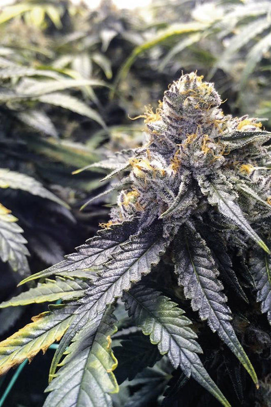 BUBBAS GIFT STRAIN - SeedySide