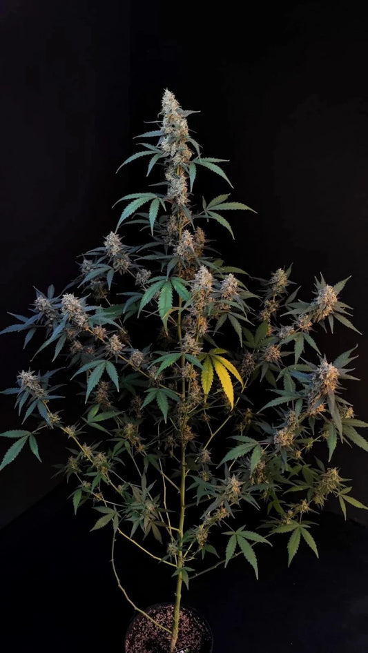 BUBBLEGUM AUTO STRAIN - SeedySide