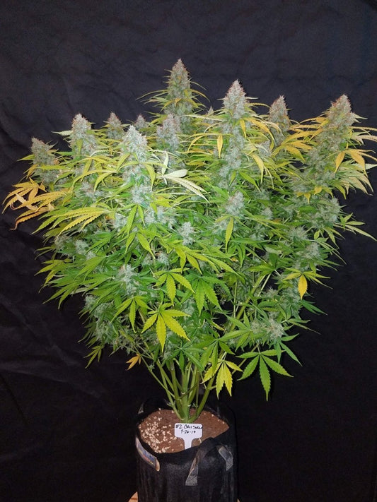 CALIFORNIAN SNOW AUTO STRAIN - SeedySide