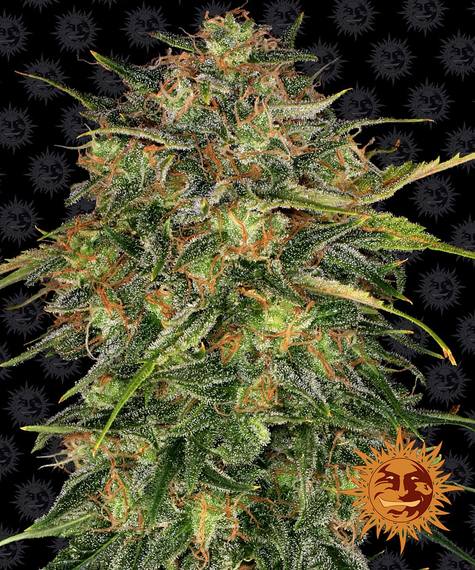 CHEESE STRAIN - SeedySide