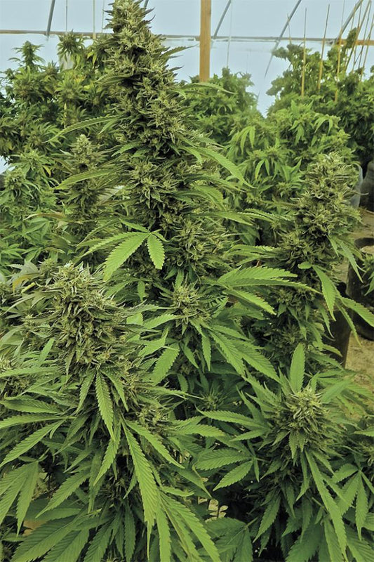 CHEMDAWG REGULAR STRAIN - SeedySide