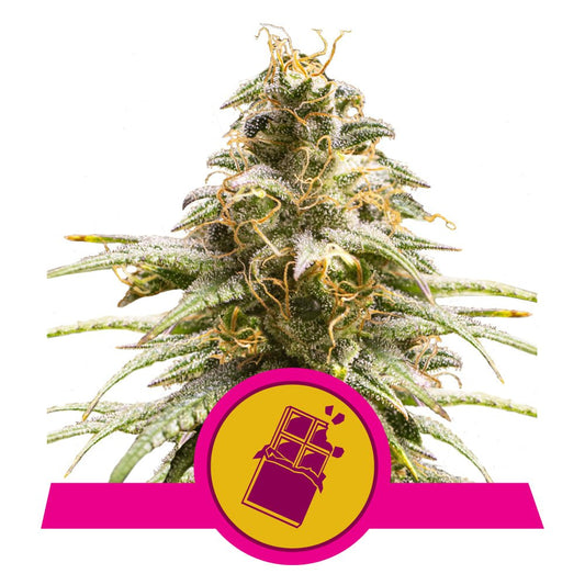 CHOCOLATE HAZE STRAIN - SeedySide
