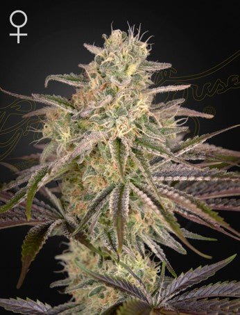 CLOUDWALKER: PUNTA ROJA X MENDO BREATH STRAIN - SeedySide