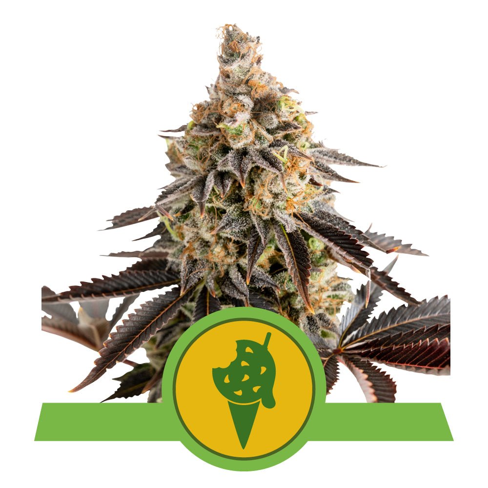 COOKIES GELATO AUTO STRAIN - SeedySide