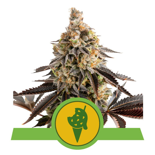 COOKIES GELATO AUTO STRAIN - SeedySide