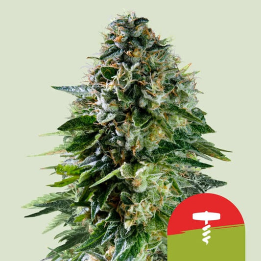 CORKSCREW AUTO STRAIN - SeedySide
