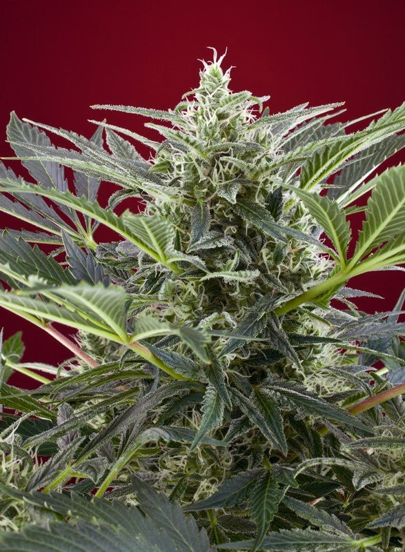 CREAM 47 STRAIN - SeedySide