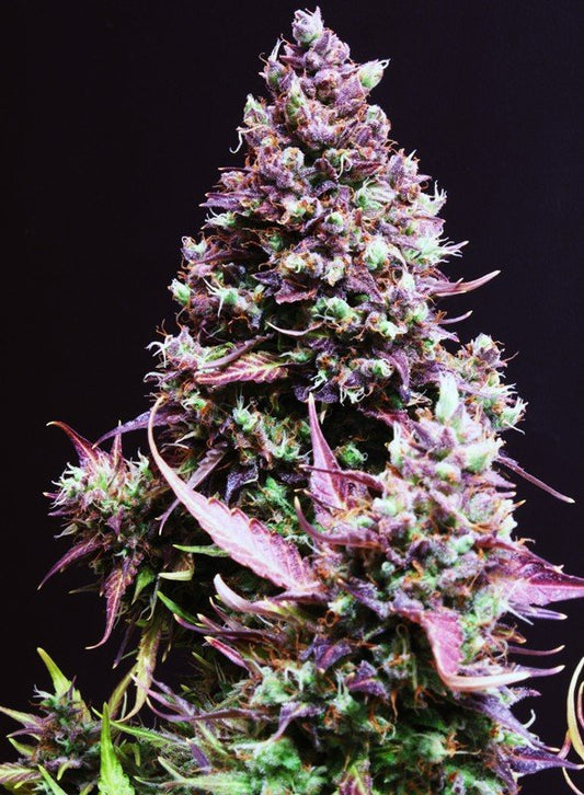 CREAM CARAMEL AUTO STRAIN - SeedySide