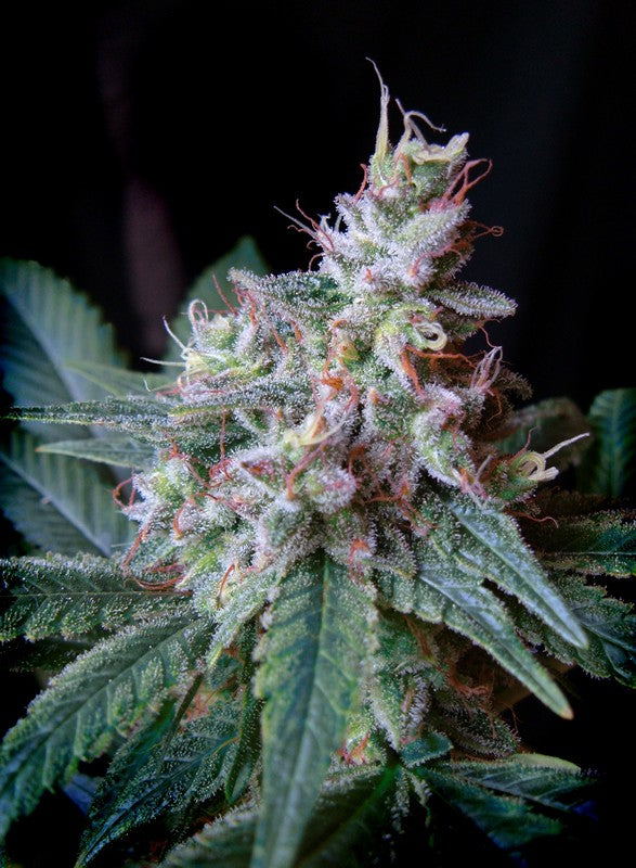 CREAM MANDARINE F1 FAST VERSION STRAIN