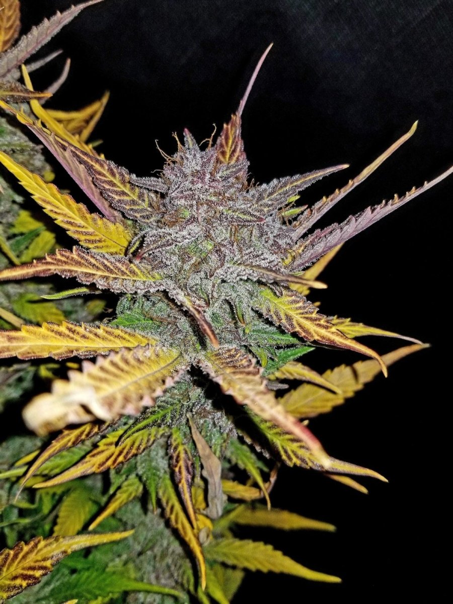 CREAM COOKIES AUTO STRAIN - SeedySide