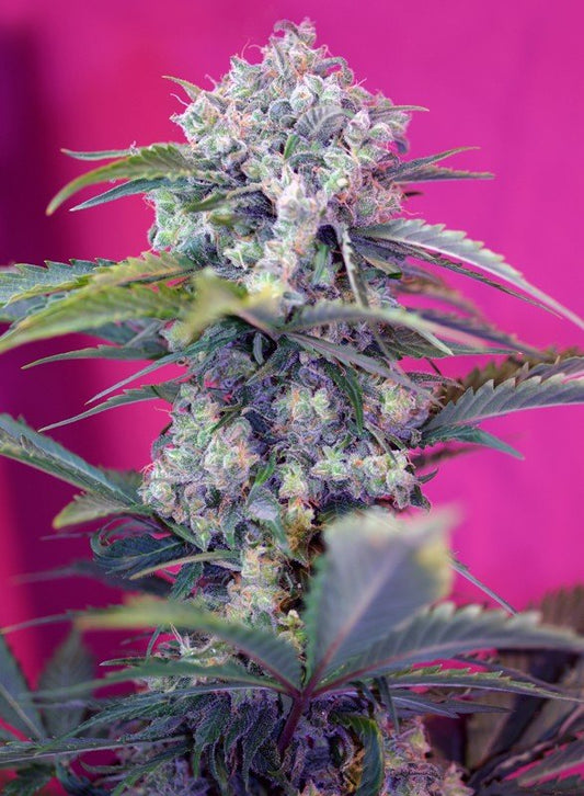 CREAM MANDARINE AUTO STRAIN - SeedySide