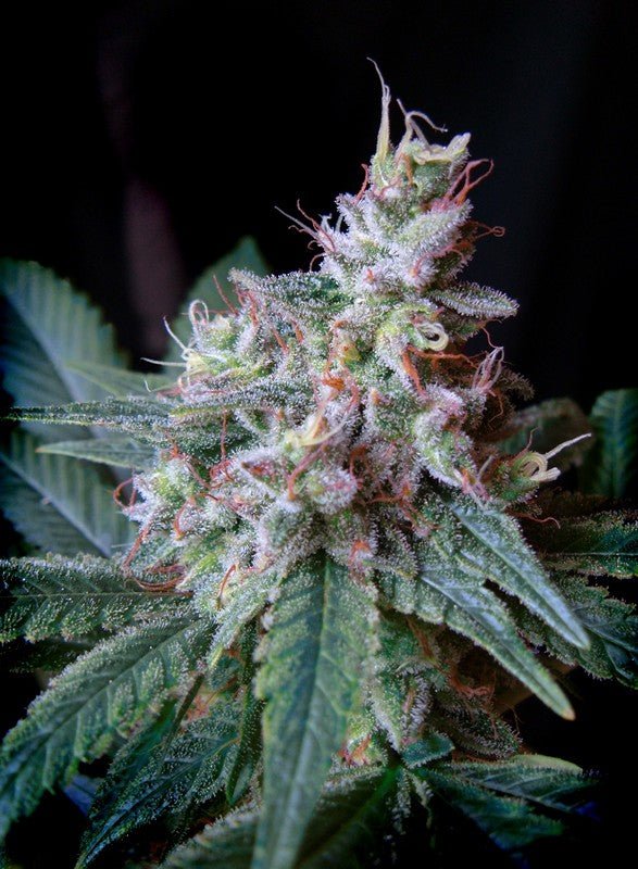 CREAM MANDARINE F1 FAST VERSION STRAIN - SeedySide