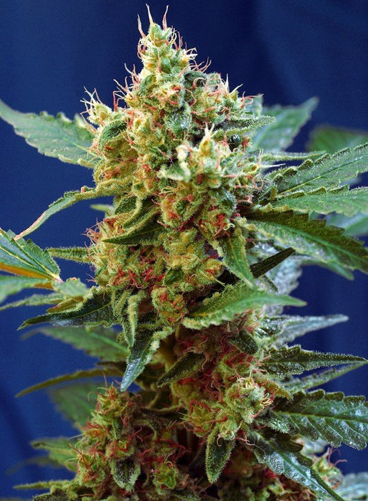 CREAM MANDARINE XL AUTO STRAIN - SeedySide