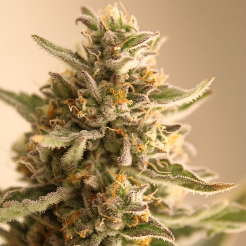 CREAMIEZ STRAIN - SeedySide