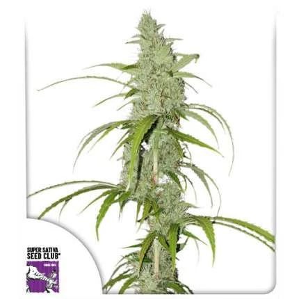 CREEPER AUTO STRAIN - SeedySide