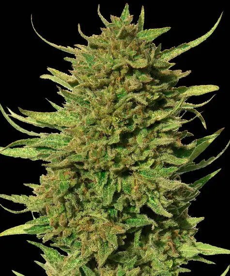 CRITICAL KUSH REGULAR STRAIN - SeedySide
