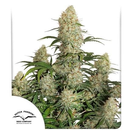 CRITICAL ORANGE PUNCH AUTO STRAIN - SeedySide