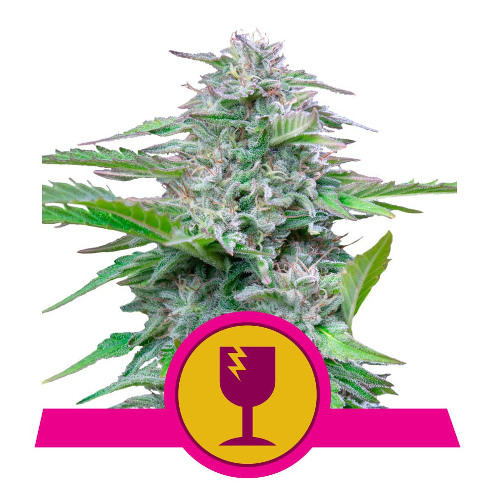 CRITICAL STRAIN - SeedySide