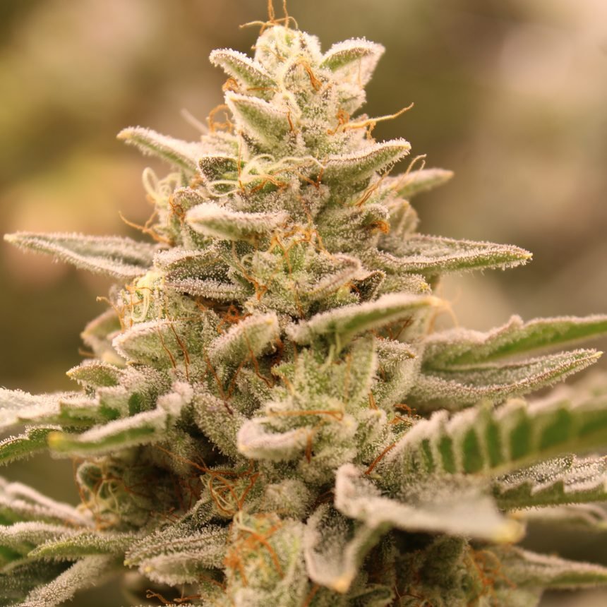 CROWN JEWELZ STRAIN - SeedySide