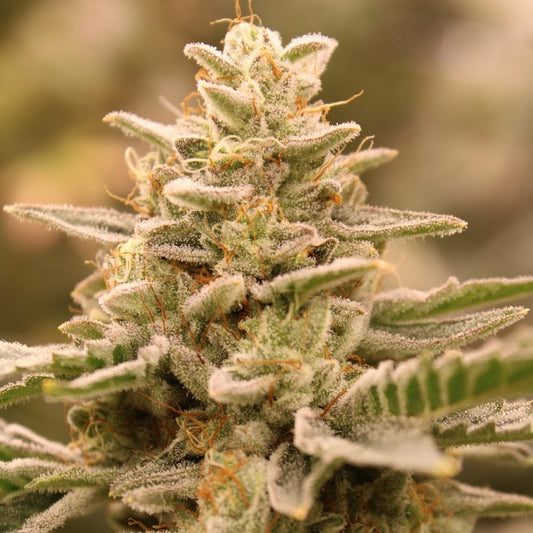 CROWN JEWELZ STRAIN - SeedySide
