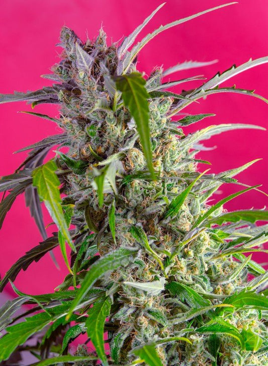 CRYSTAL CANDY AUTO STRAIN - SeedySide