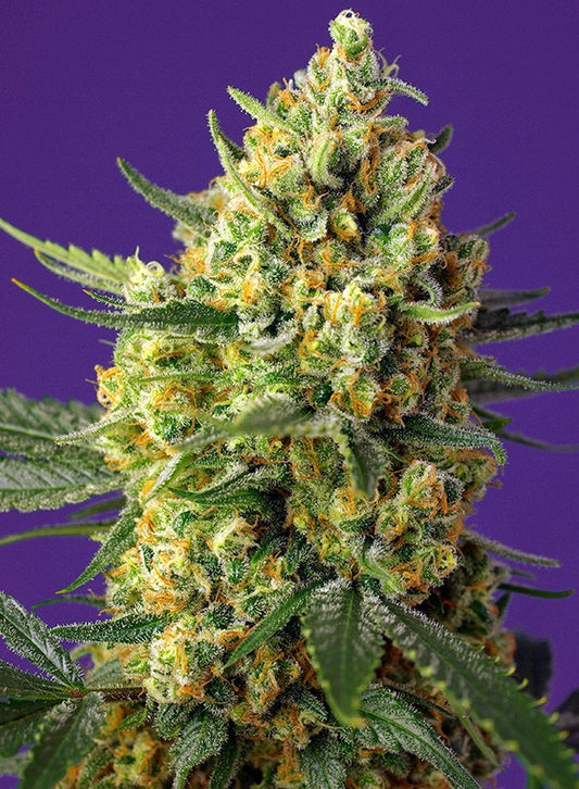 CRYSTAL CANDY XL AUTO STRAIN